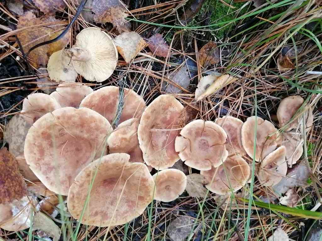 Fenugreek milkcap (Lactarius helvus) thumbnail 3