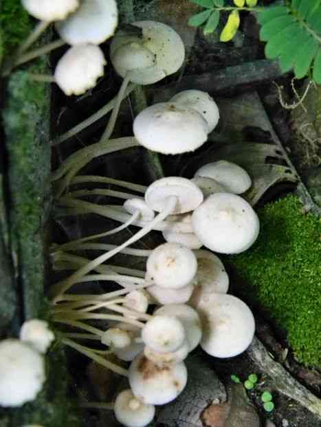 Favolaschia manipularis (Favolaschia manipularis) thumbnail 2