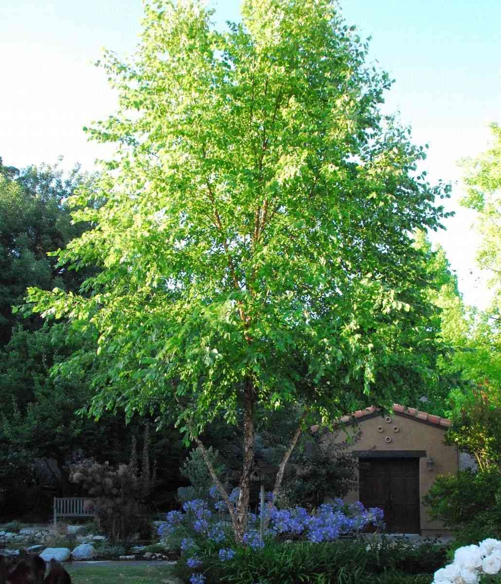 River birch