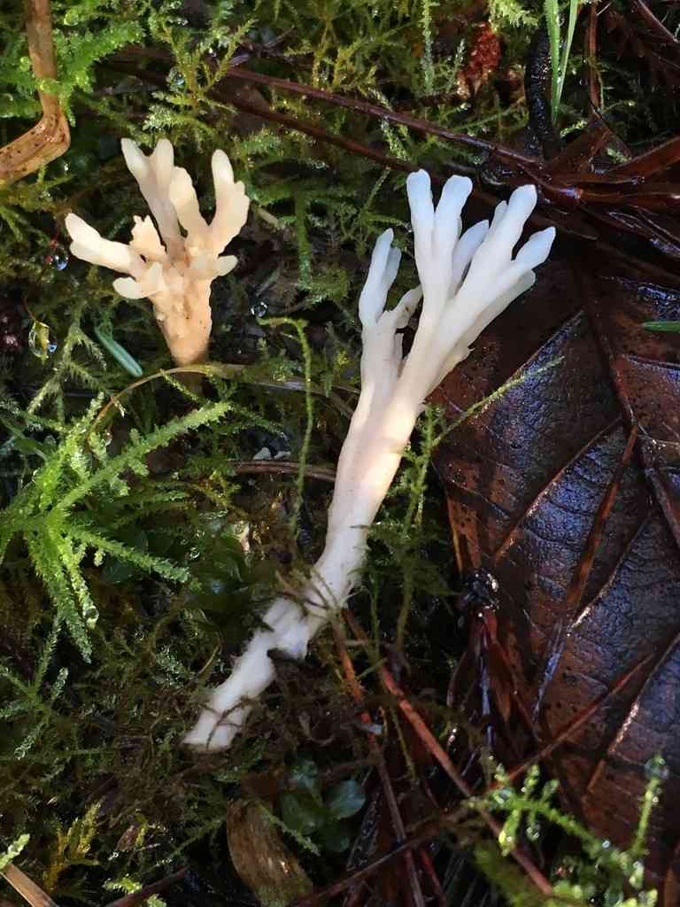 Ashen coral (Tremellodendropsis tuberosa) thumbnail 2