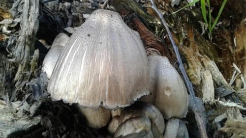 Common ink cap thumbnail 3
