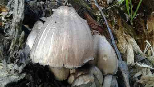 Common ink cap (Coprinopsis atramentaria) thumbnail 3