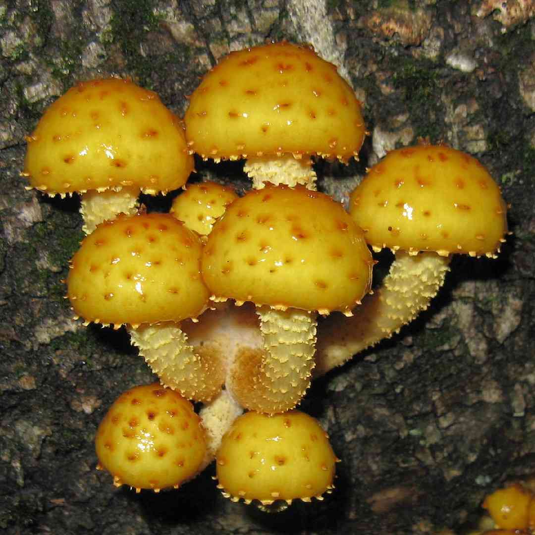 Golden pholiota