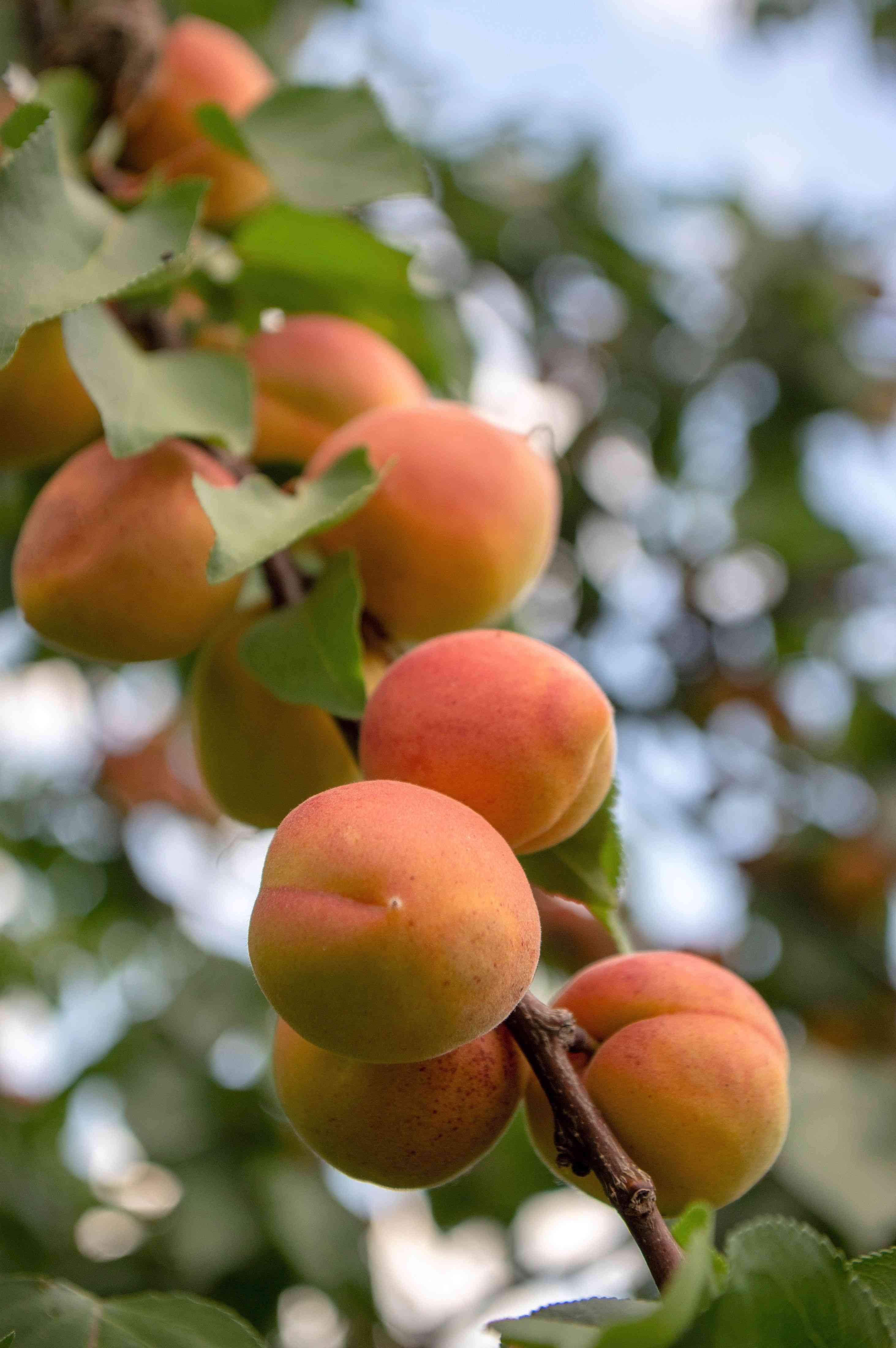 Apricot