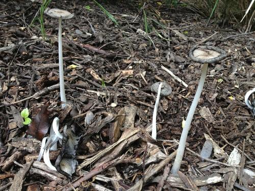Hare's foot ink cap thumbnail 2