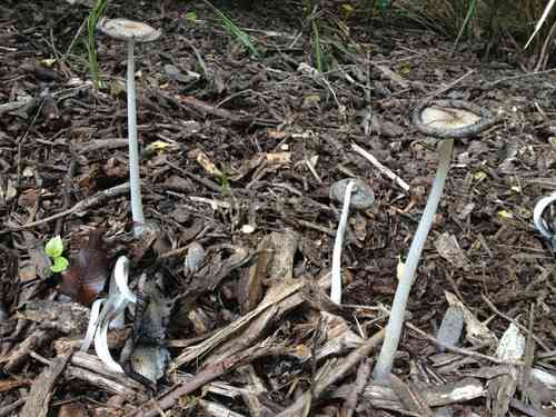 Hare's foot ink cap (Coprinopsis lagopus) thumbnail 2