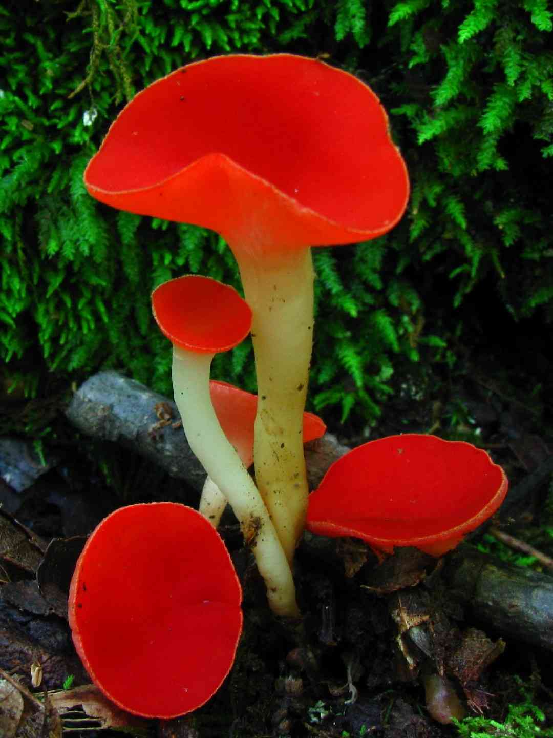 Stalked scarlet cup