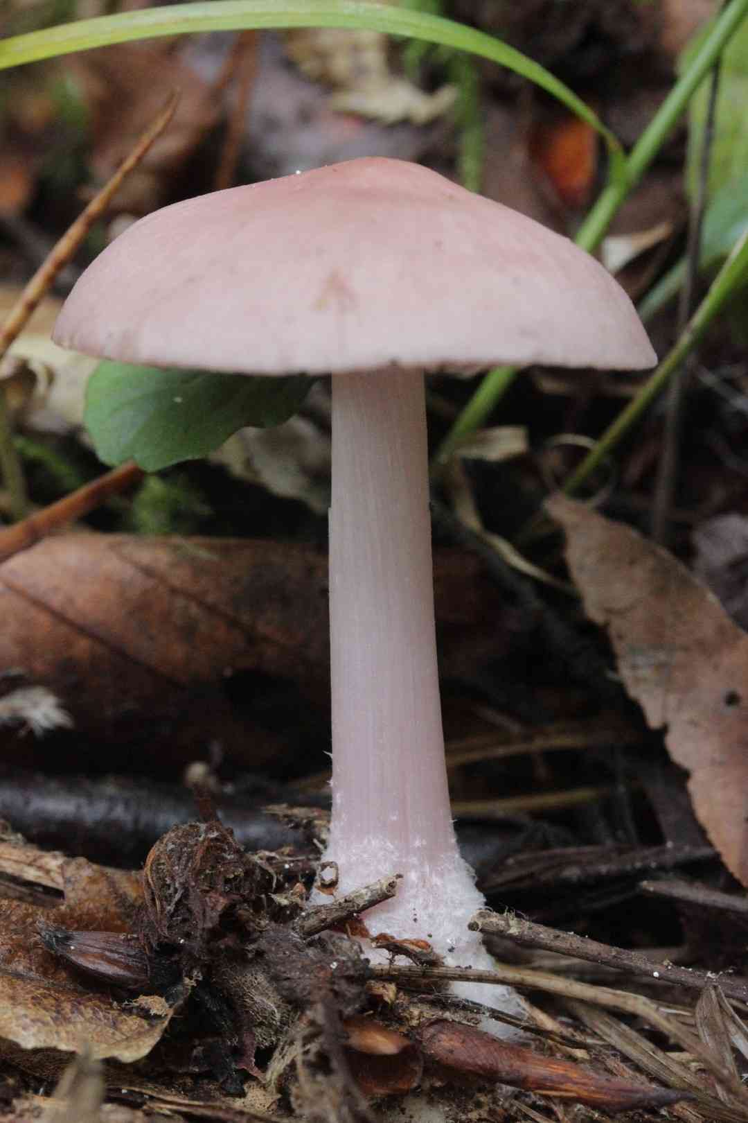 Rosy bonnet (Mycena rosea) thumbnail 3