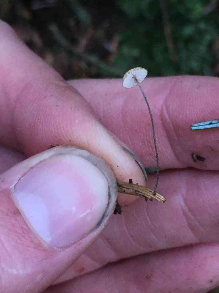 Crinipellis piceae (Crinipellis piceae) thumbnail 3
