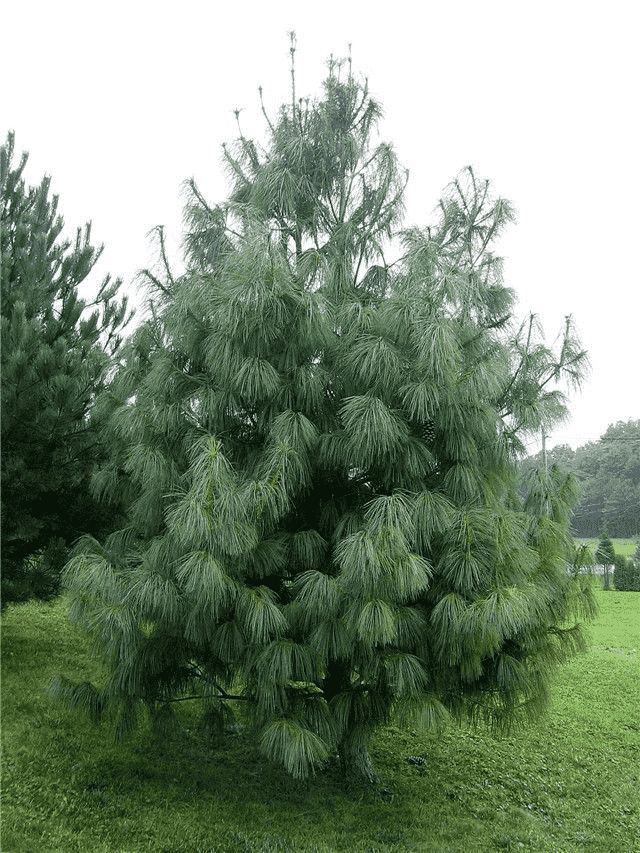Himalayan pine