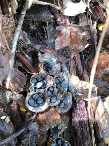 Splash-cup bird's-nest