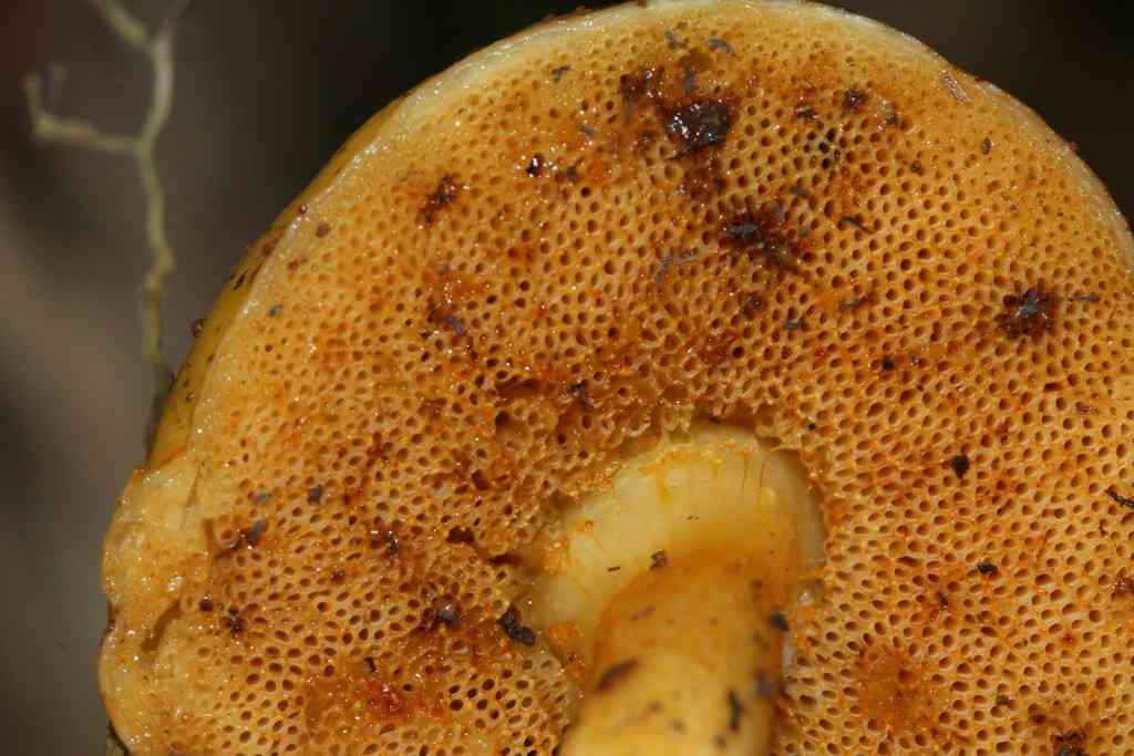 Pulveroboletus curtisii (Pulveroboletus curtisii) thumbnail 3