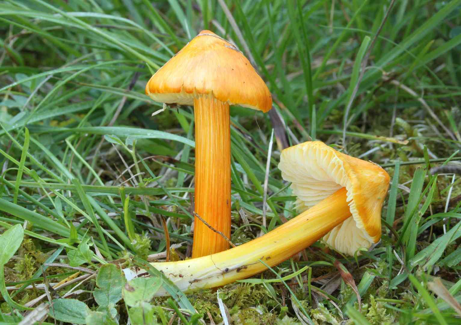 Persistant waxcap