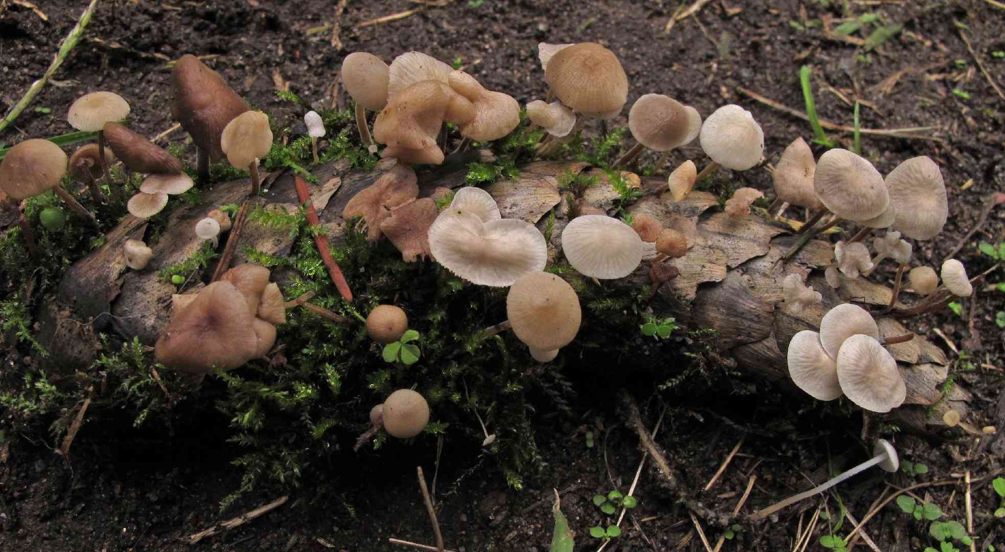Strobilurus albipilatus (Strobilurus albipilatus) thumbnail 1