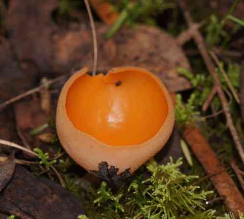 Orange peel fungus (Aleuria aurantia) thumbnail 2