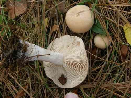 Lepista luscina (Lepista luscina) thumbnail 3