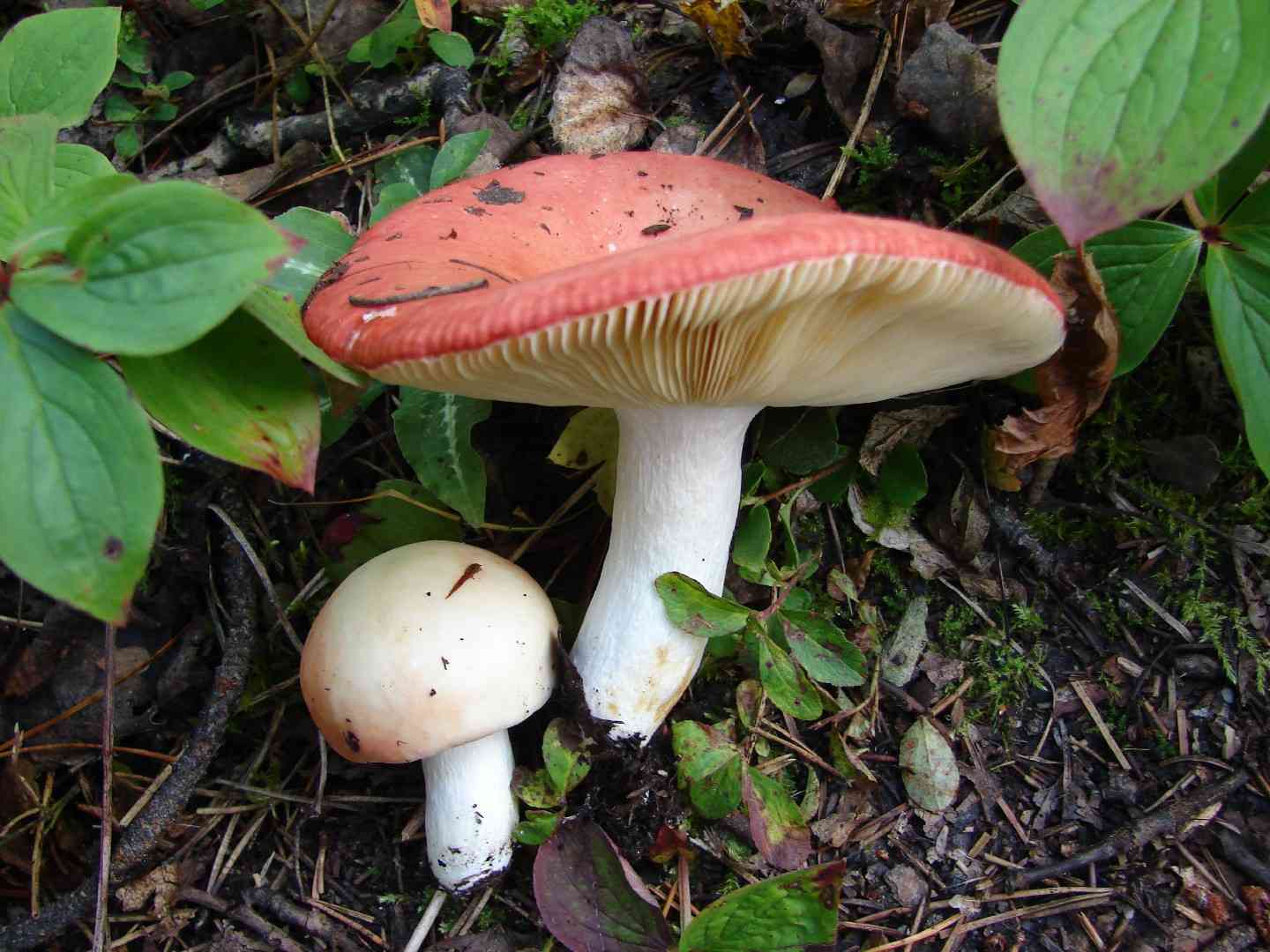 Russula laeta (Russula laeta) thumbnail 1