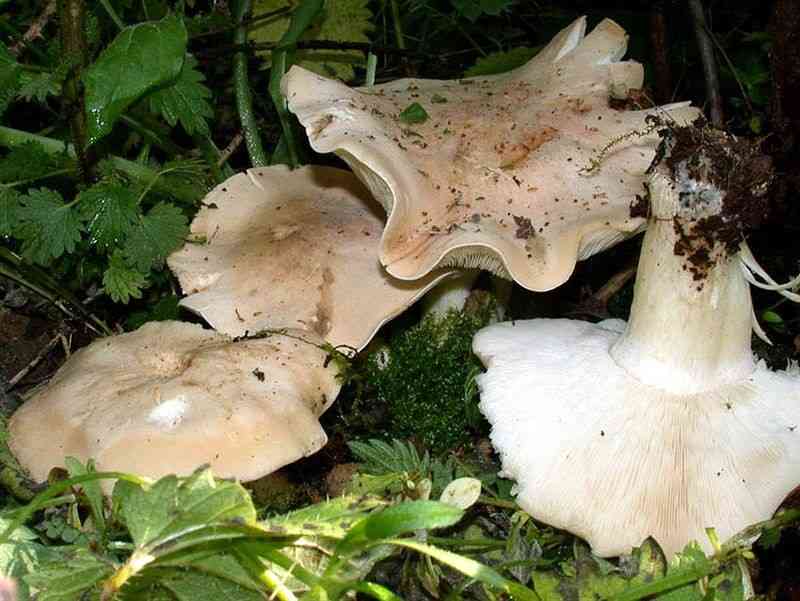 Russula japonica (Russula japonica) thumbnail 1