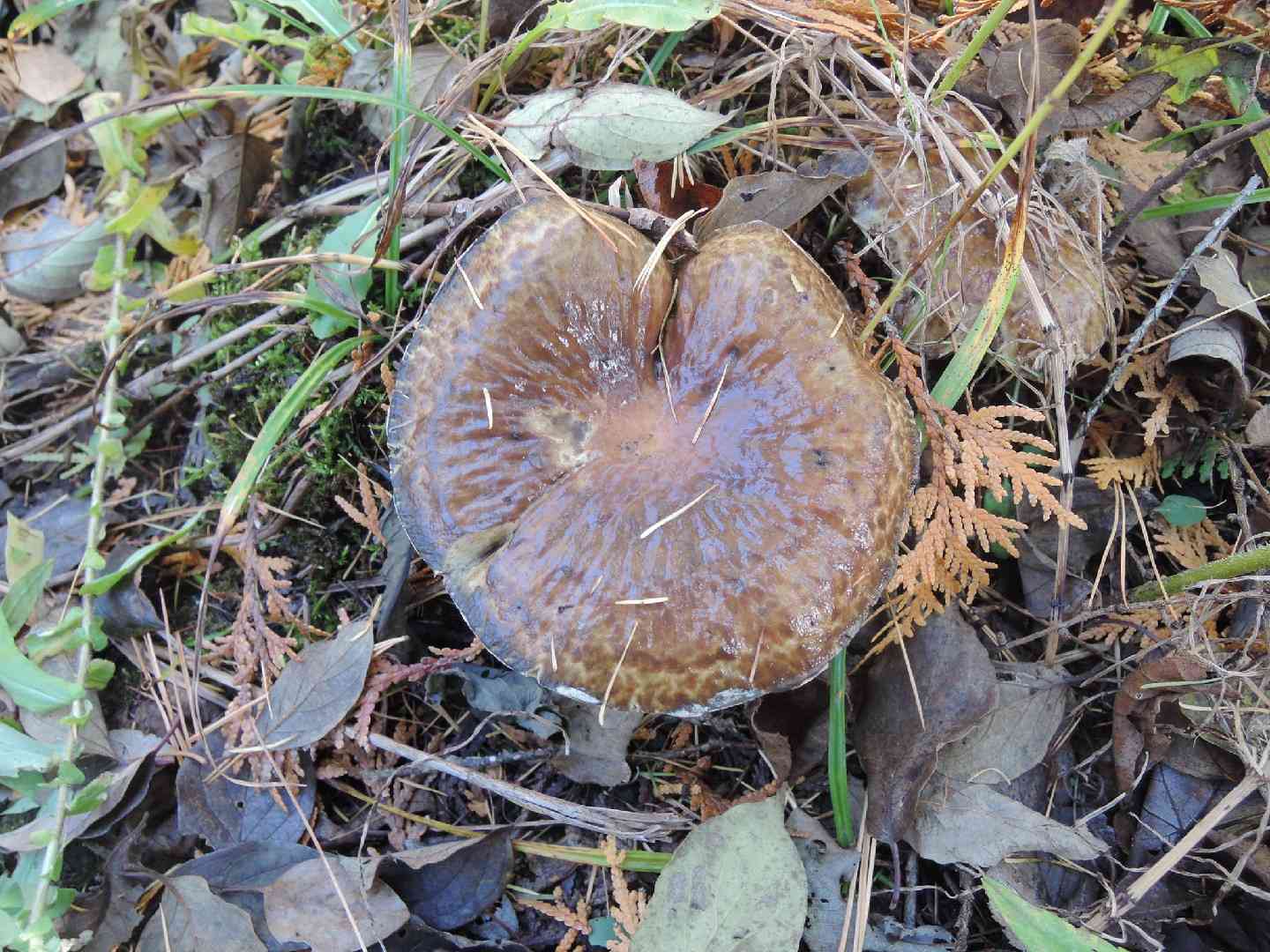 Suillus serotinus (Suillus serotinus) thumbnail 1