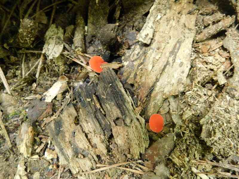 Stalked scarlet cup (Sarcoscypha occidentalis) thumbnail 3