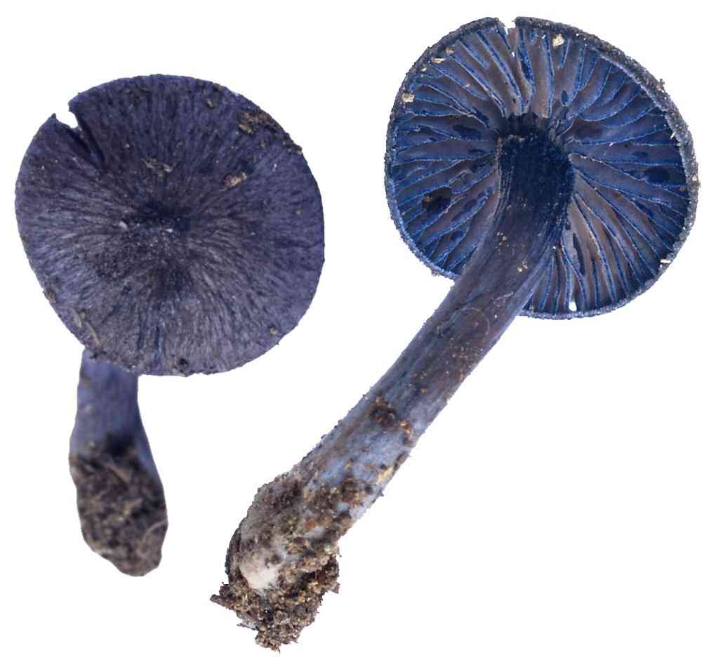 Stump pinkgill