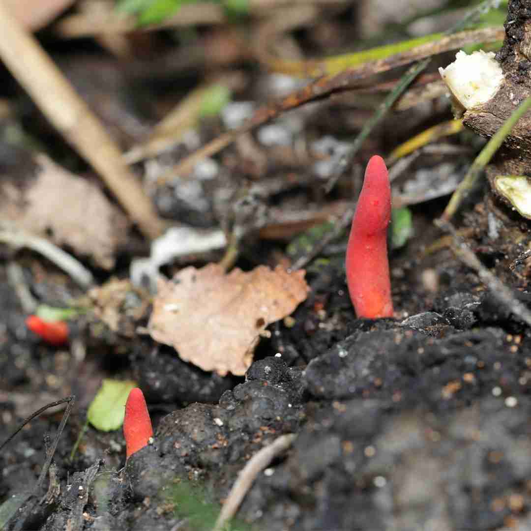 Trichoderma cornu-damae (Trichoderma cornu-damae)