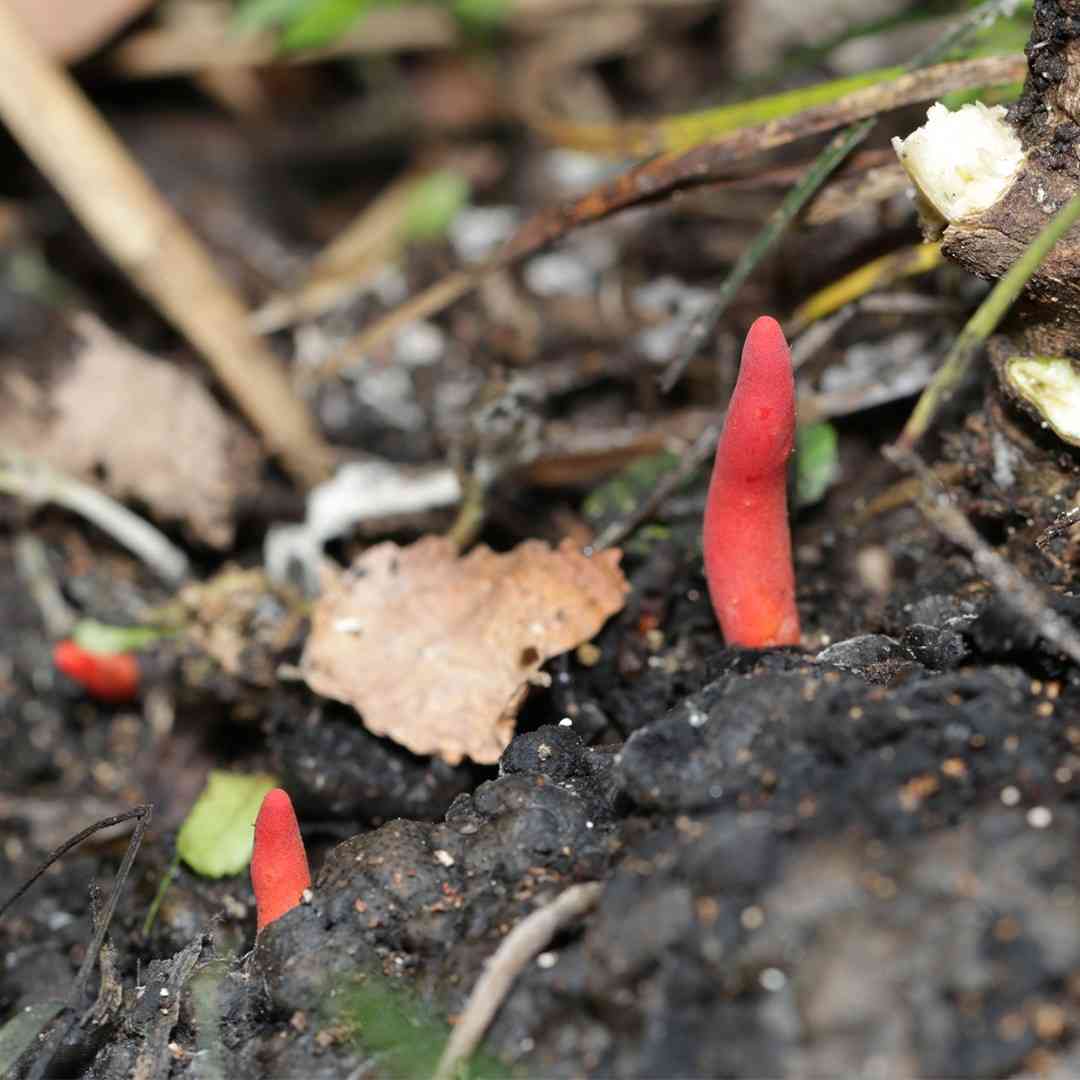 Trichoderma cornu-damae