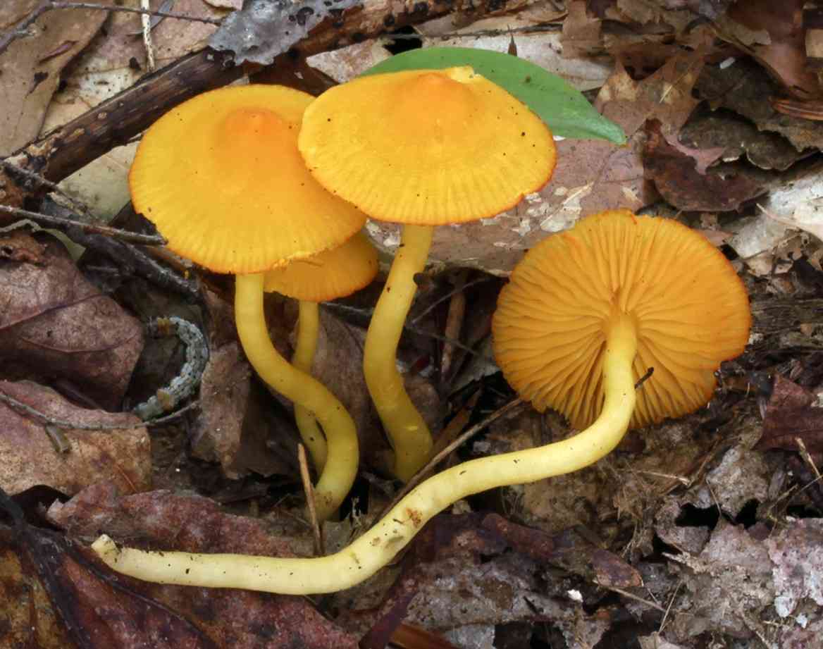 Orange-gilled waxcap (Humidicutis marginata) thumbnail 2