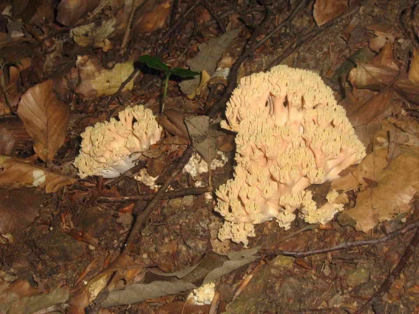 Changle (Ramaria flava) thumbnail 2