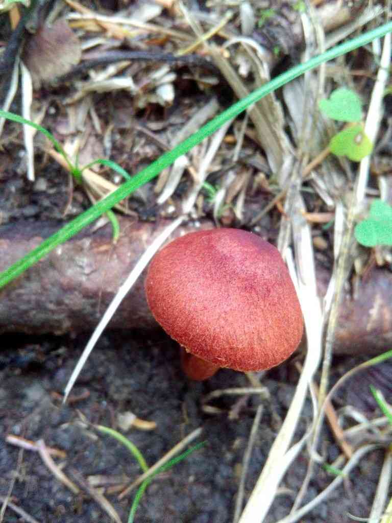 Fool's webcap (Cortinarius orellanus) thumbnail 3