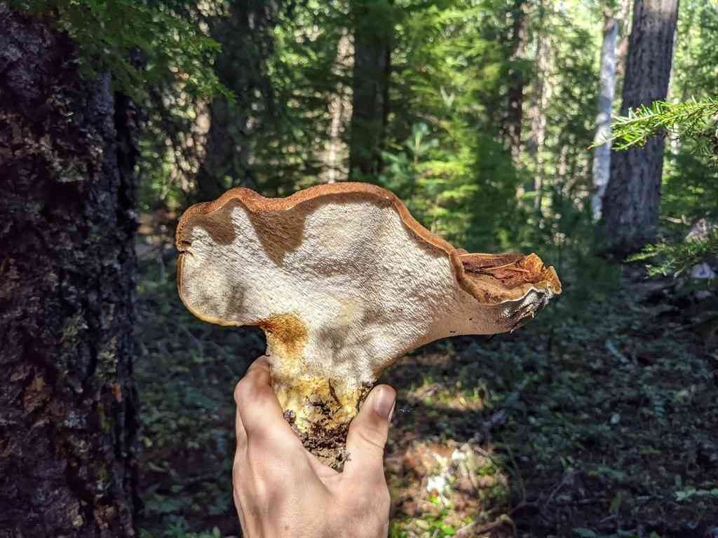 Bitter iodine polypore (Jahnoporus hirtus) thumbnail 2