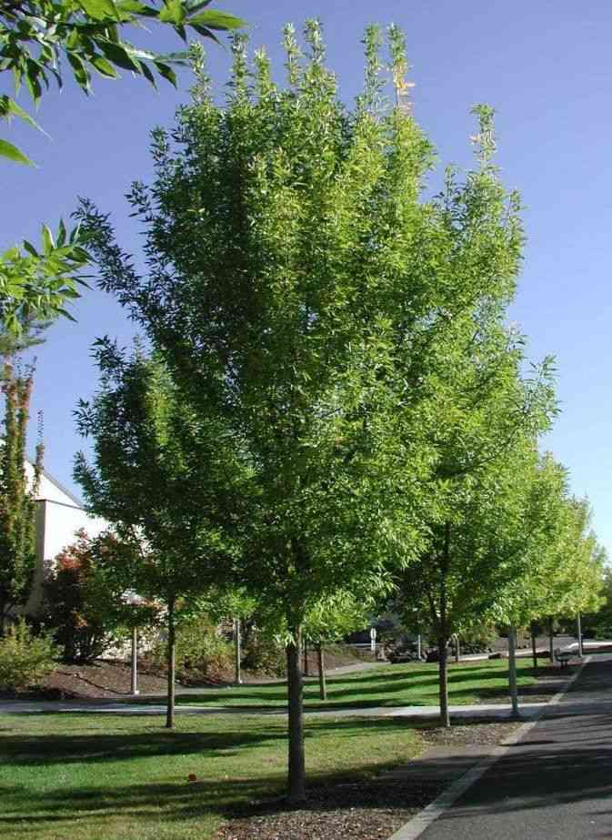 Green ash