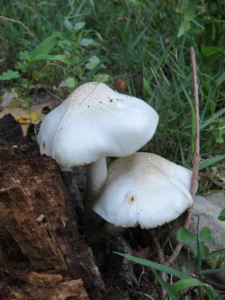 Scaly shield (Pluteus petasatus) thumbnail 2