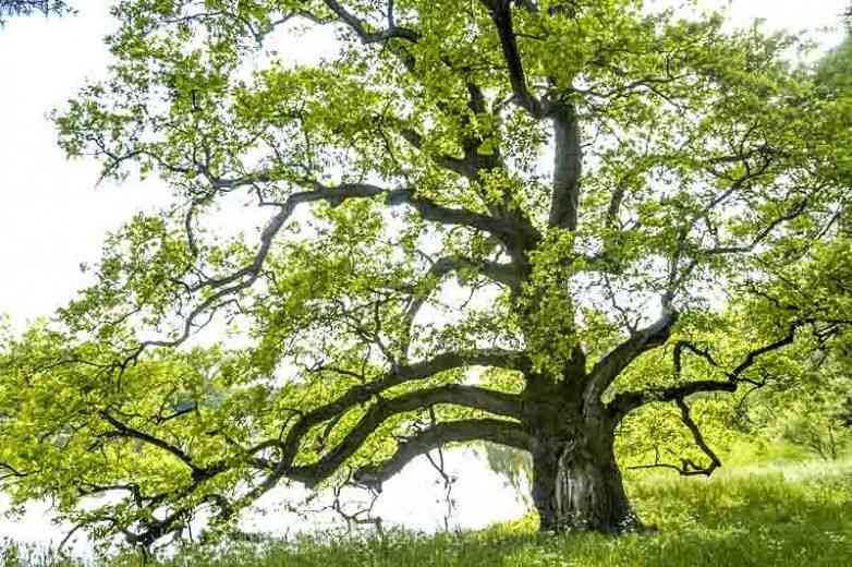 White oak