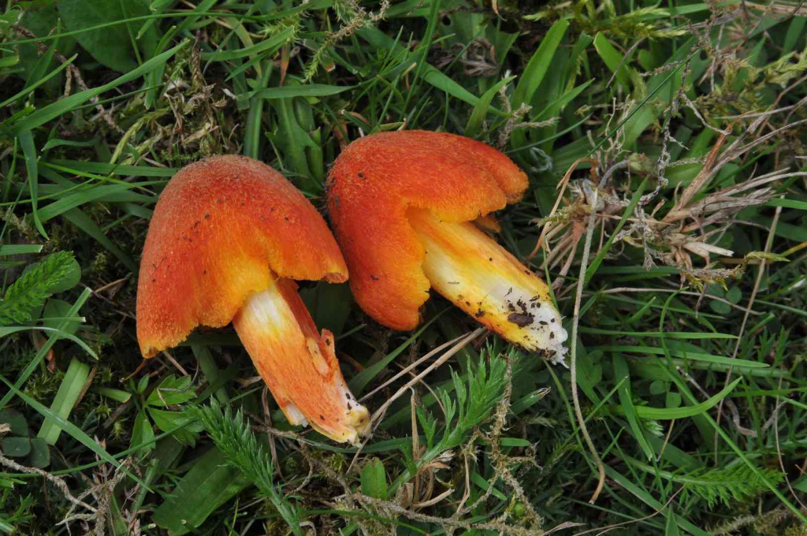 Fibrous waxcap