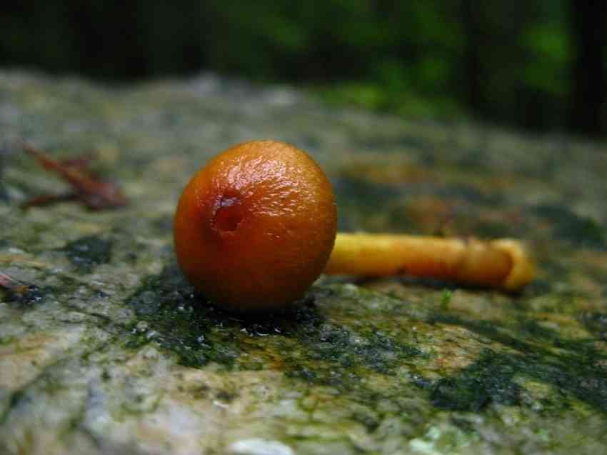 Cortinarius saniosus (Cortinarius saniosus) thumbnail 1
