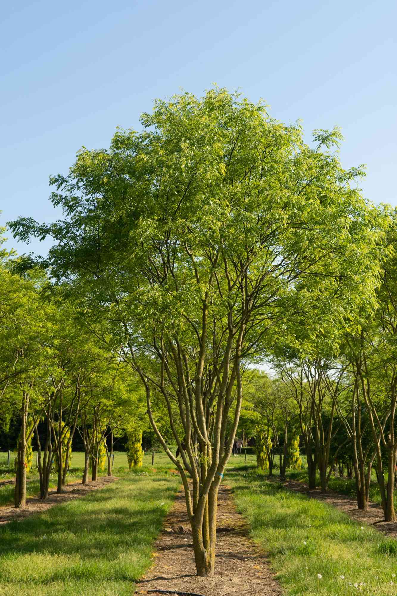Japanese pagoda tree