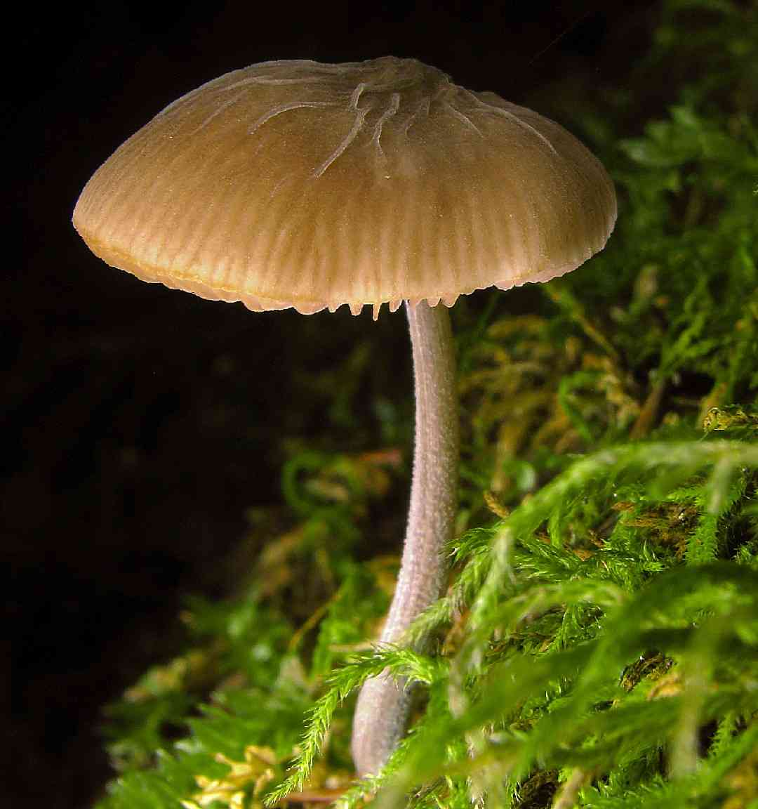 Veined shield (Pluteus thomsonii) thumbnail 3
