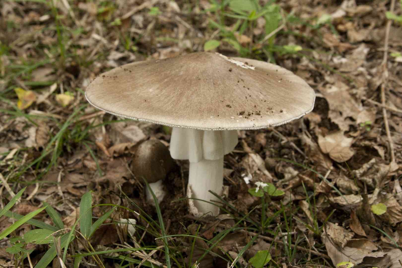 Hongo's false death cap (Amanita pseudoporphyria) thumbnail 1
