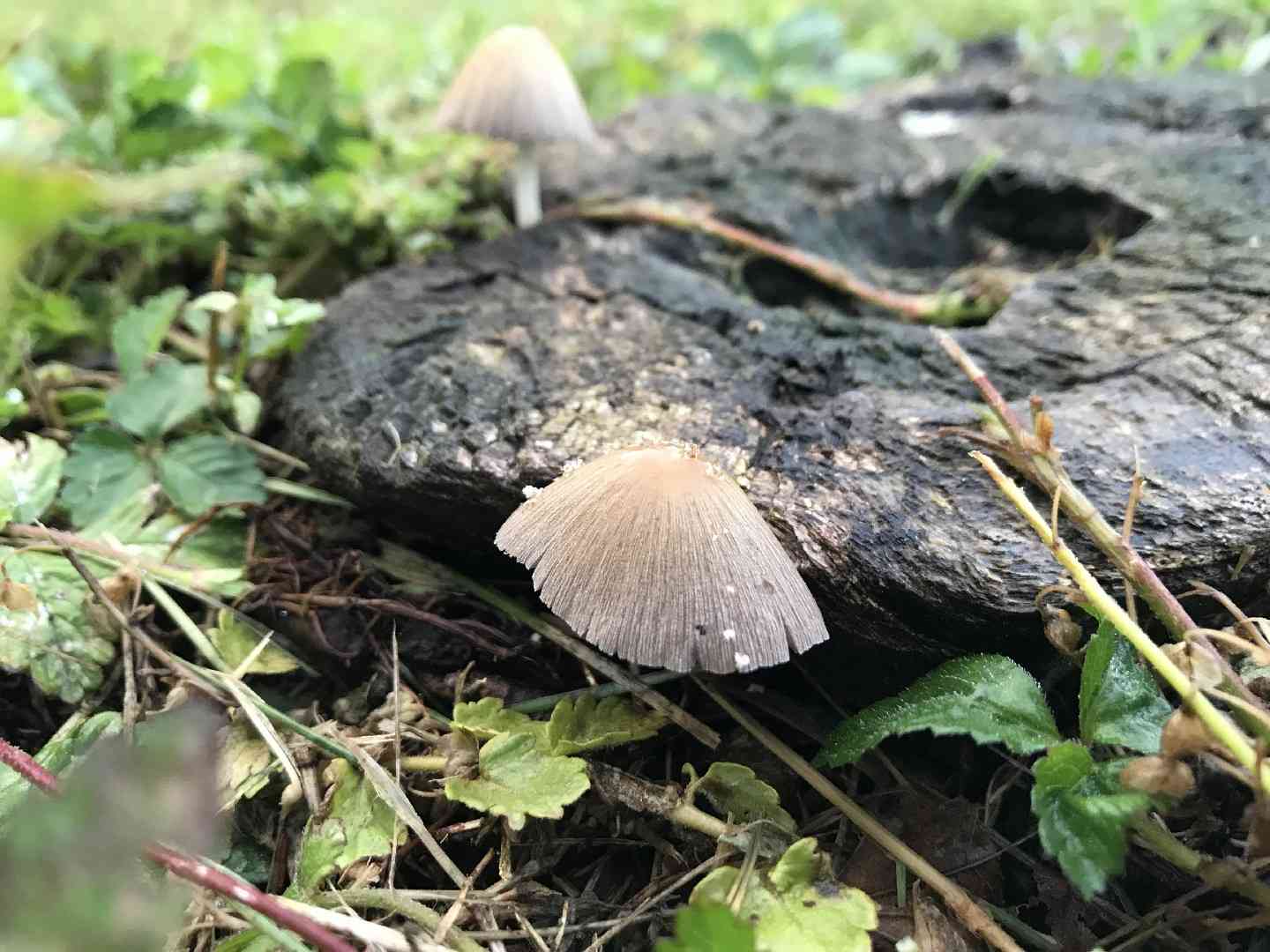 Flocculose inkcap (Coprinellus flocculosus) thumbnail 2