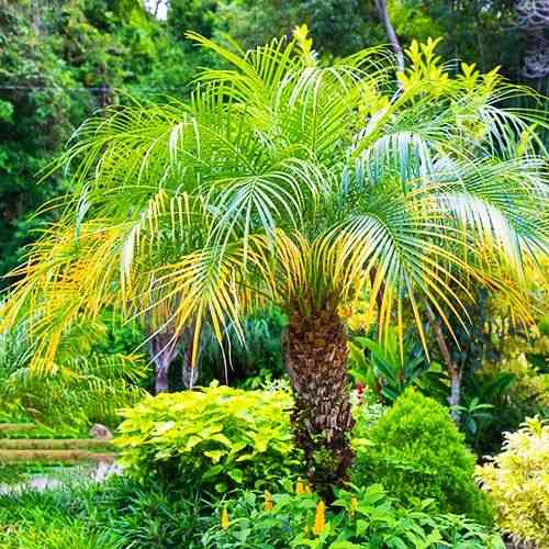Pygmy date palm