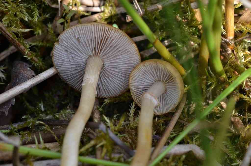 Agrocybe elatella (Agrocybe elatella) thumbnail 1
