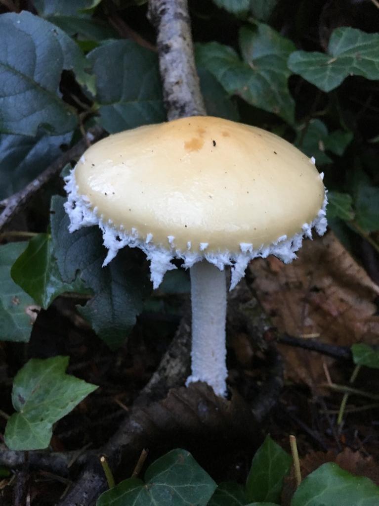 Questionable stropharia thumbnail 3