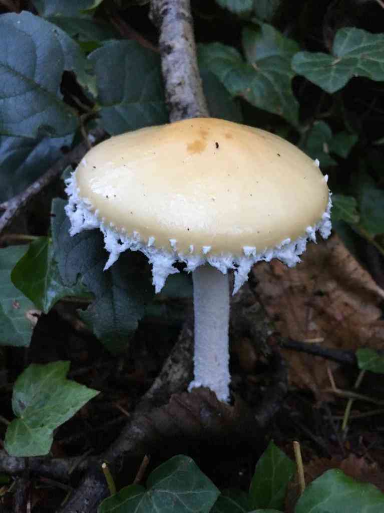 Questionable stropharia (Stropharia ambigua) thumbnail 3