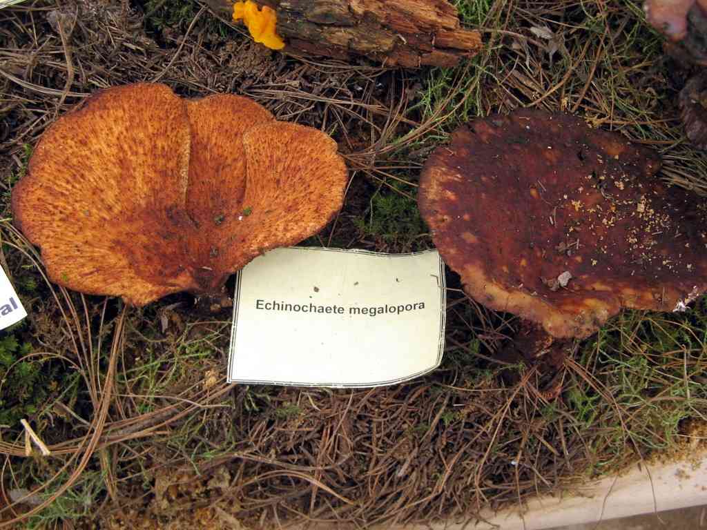 Echinochaete brachypora (Echinochaete brachypora) thumbnail 3