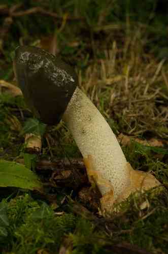 Common stinkhorn (Phallus impudicus) thumbnail 3
