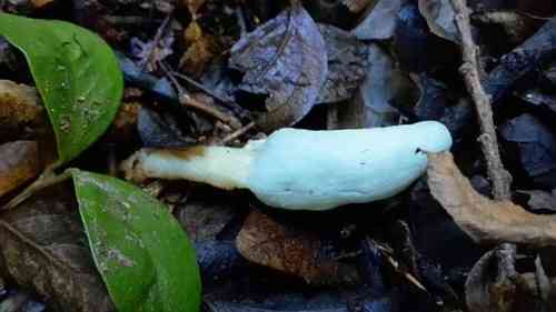 Clavogaster virescens (Clavogaster virescens) thumbnail 3