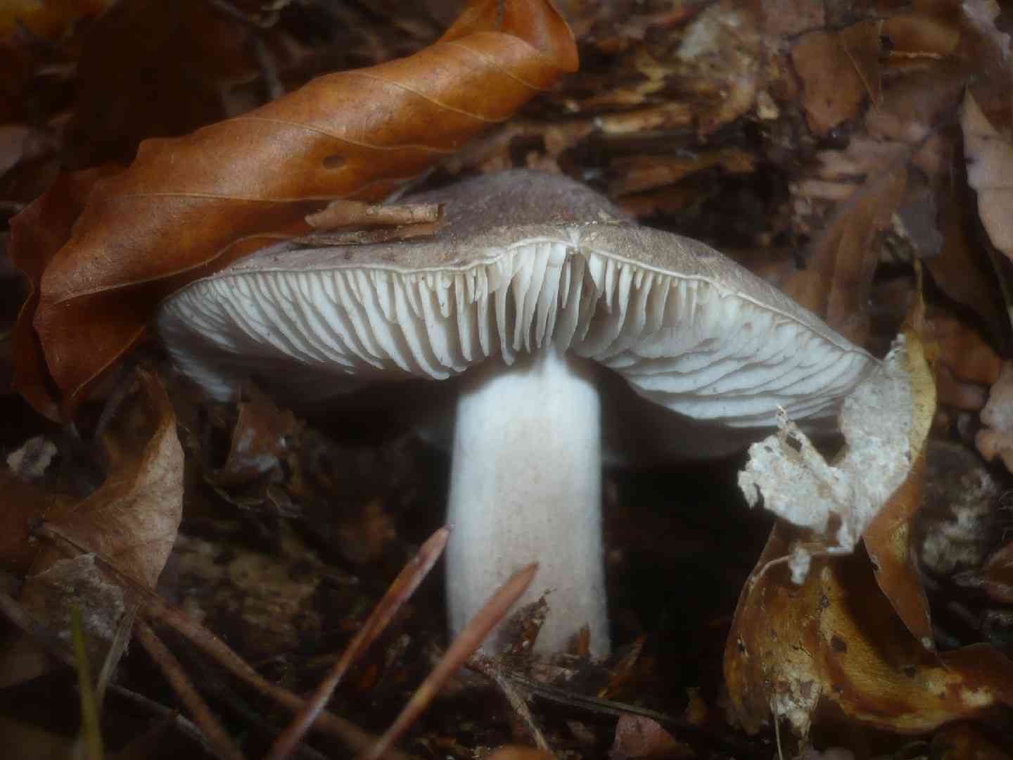 Beech knight (Tricholoma sciodes) thumbnail 2