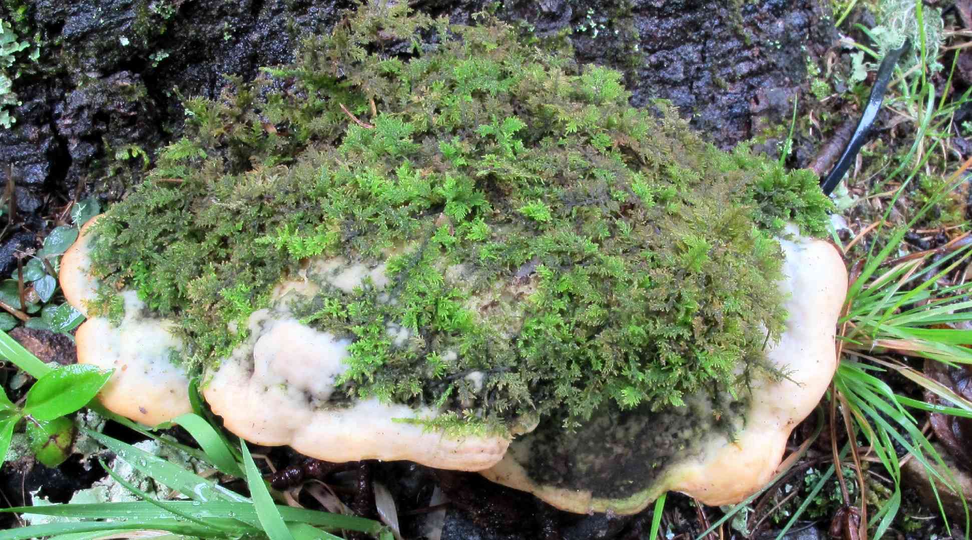 Mossy maple polypore