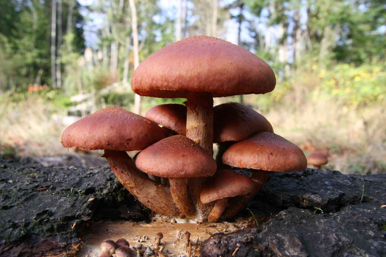 Golden-gilled Gymnopilus (Gymnopilus luteofolius) thumbnail 2